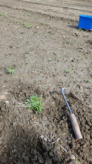 도초이삭님의 시금치 · 영농일지 작성글 사진