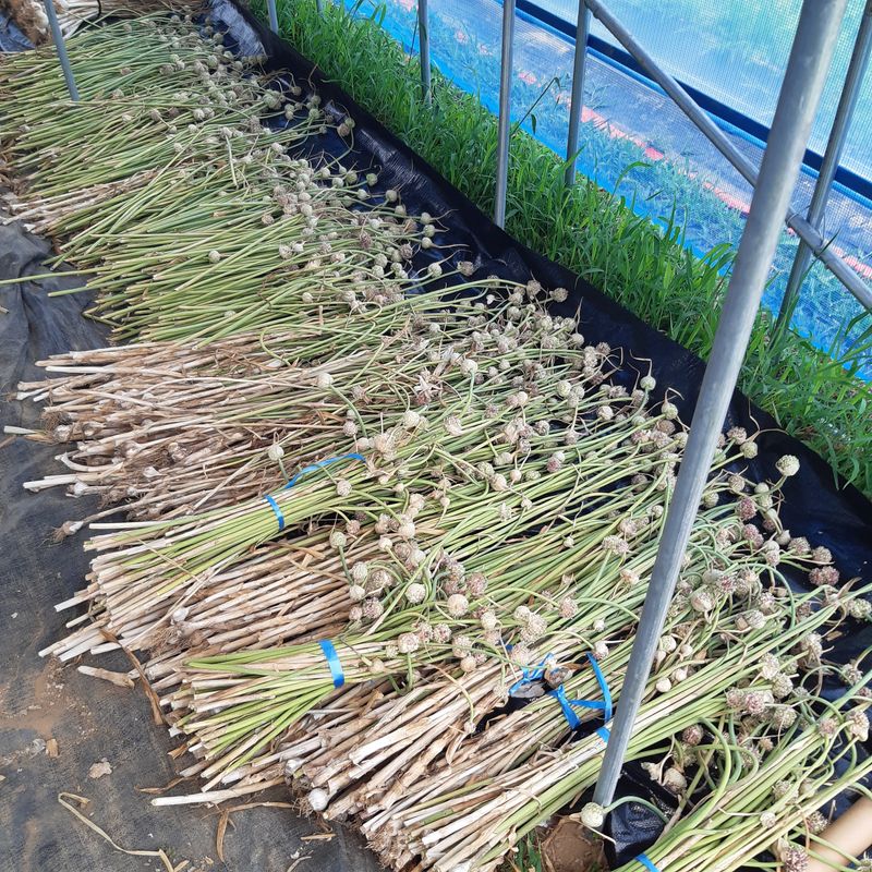 오색땅콩님의 장터 판매 상품 [홍산마늘주아 100g] 첨부 사진