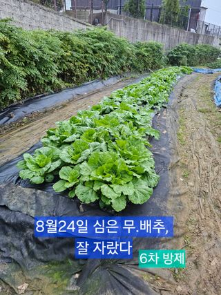 박지우님의 배추 · 영농일지 작성글 사진