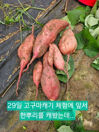 박지우님의 배추 · 영농일지 작성글 사진
