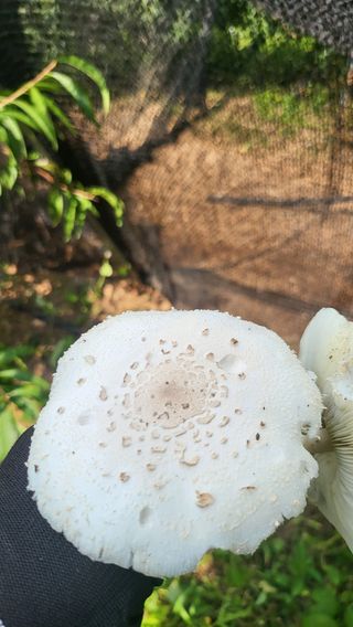 방촌대장님의 자유주제 · 자유게시판 작성글 사진