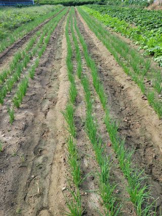 조명희님의 자유주제 · 자유게시판 작성글 사진