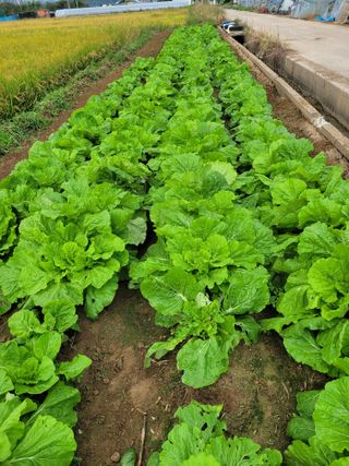 조명희님의 자유주제 · 자유게시판 작성글 사진