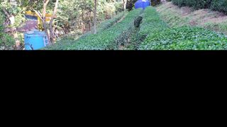 선곡다원님의 기타작물 · 영농일지 작성글 사진