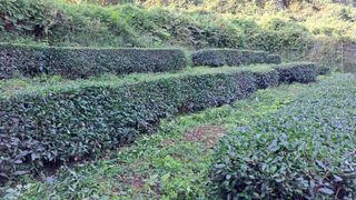 선곡다원님의 기타작물 · 영농일지 작성글 사진