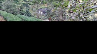 선곡다원님의 기타작물 · 영농일지 작성글 사진