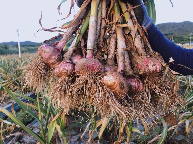 조새힘님의 장터 판매 상품 [유황 대서마늘 1세대 씨마늘(반접50개,한접100개) 상,중,하] 첨부 사진