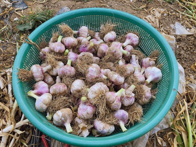 조새힘님의 장터 판매 상품 [유황 대서마늘 1세대 씨마늘(반접50개,한접100개) 상,중,하] 첨부 사진