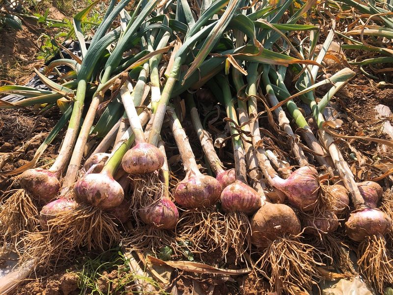 조새힘님의 장터 판매 상품 [유황 대서마늘 1세대 씨마늘(반접50개,한접100개) 상,중,하] 첨부 사진