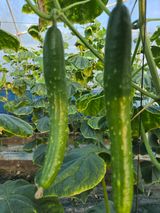 팜모닝 오이·병해충상담 게시글 이미지