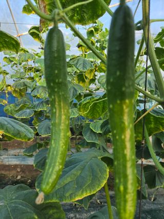 최종진님의 오이 · 병해충상담 작성글 사진