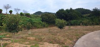 김영진님의 감 · 영농일지 작성글 사진