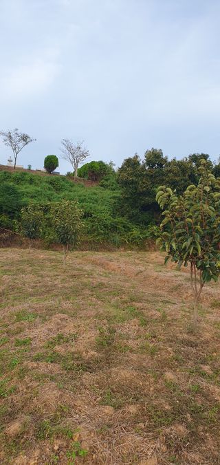 김영진님의 감 · 영농일지 작성글 사진