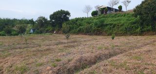 김영진님의 감 · 영농일지 작성글 사진