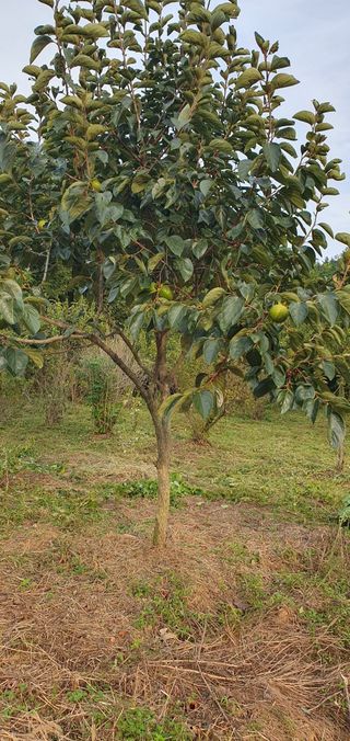 김영진님의 감 · 영농일지 작성글 사진