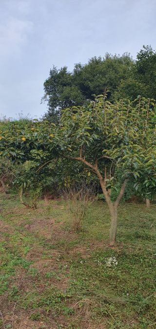 김영진님의 감 · 영농일지 작성글 사진