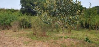 김영진님의 감 · 영농일지 작성글 사진