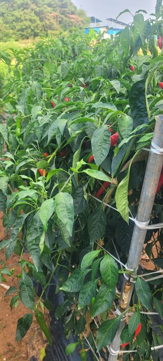 이균영님의 자유주제 · 사진전 작성글 사진