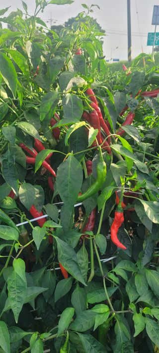 이균영님의 자유주제 · 사진전 작성글 사진