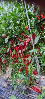 팜모닝 자유주제·자유게시판 게시글 이미지