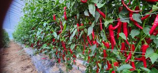 병아리농사꾼님의 자유주제 · 자유게시판 작성글 사진