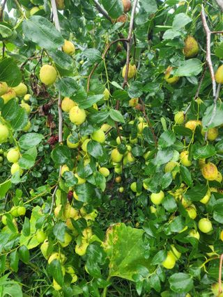 장효기님의 자유주제 · 자유게시판 작성글 사진