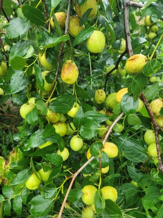 장효기님의 자유주제 · 자유게시판 작성글 사진