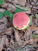 팜모닝 버섯·영농일지 게시글 이미지