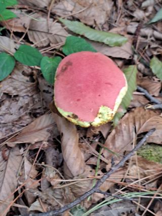 남촌302님의 버섯 · 영농일지 작성글 사진