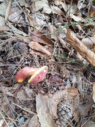 남촌302님의 버섯 · 영농일지 작성글 사진