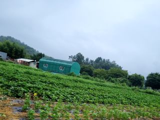 정기복님의 고구마 · 영농일지 작성글 사진