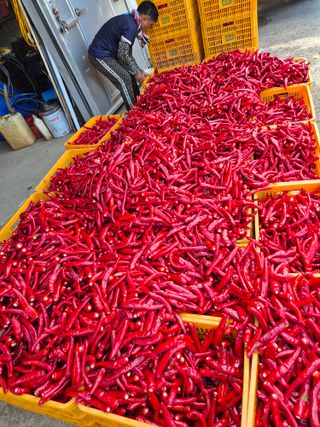 김동규 님의 고추 · 영농일지 작성글 사진