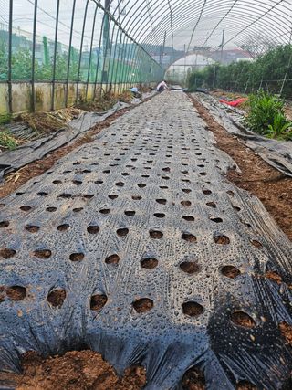 김미애님의 마늘 · 영농일지 작성글 사진