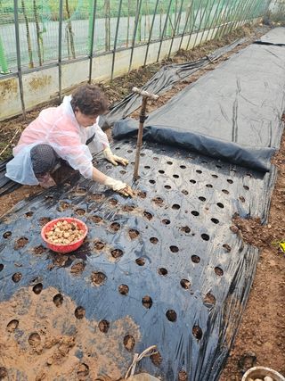 김미애님의 마늘 · 영농일지 작성글 사진
