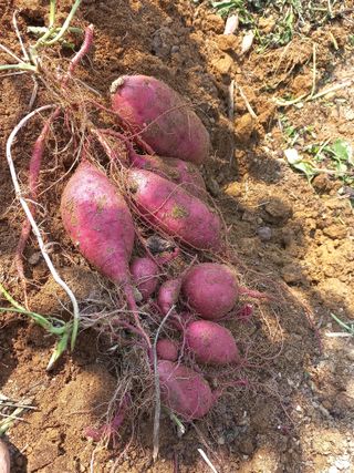 햇살님의 고구마 · 영농일지 작성글 사진
