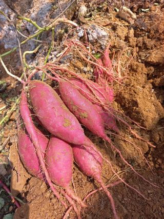 햇살님의 고구마 · 영농일지 작성글 사진