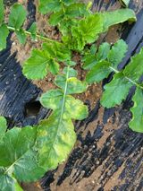 팜모닝 배추·병해충상담 게시글 이미지