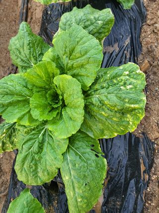 윤영순님의 배추 · 병해충상담 작성글 사진