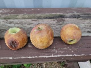 땅땅님의 사과 · 자연재해•동물피해 작성글 사진