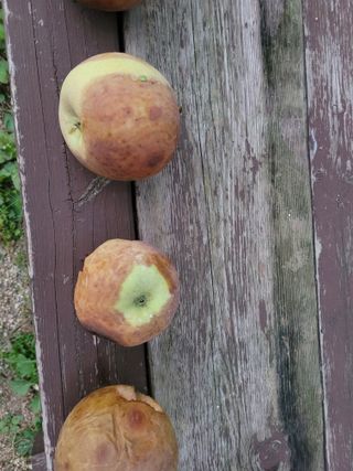 땅땅님의 사과 · 자연재해•동물피해 작성글 사진