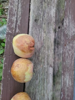 땅땅님의 사과 · 자연재해•동물피해 작성글 사진