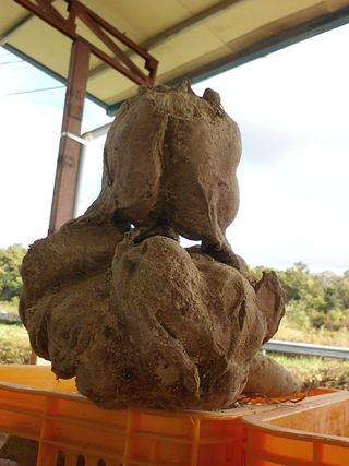 전국하님의 자유주제 · 자유게시판 작성글 사진