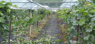 오늘도 즐거운 하루님의 팜모닝 · 출석 작성글 사진