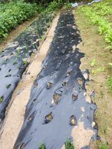 팜모닝 배추·영농일지 게시글 이미지