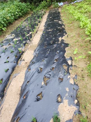 노향숙님의 배추 · 영농일지 작성글 사진