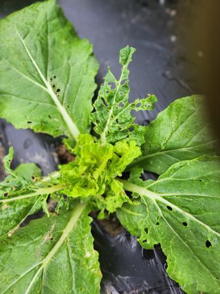 노향숙님의 배추 · 영농일지 작성글 사진