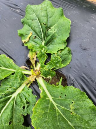 노향숙님의 배추 · 영농일지 작성글 사진