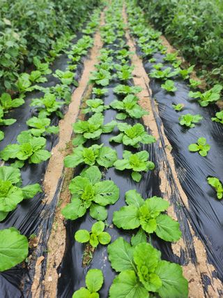 노향숙님의 배추 · 영농일지 작성글 사진