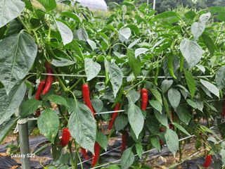 우양수님의 자유주제 · 자유게시판 작성글 사진