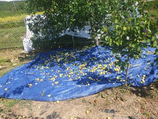 참가죽님의 기타작물 · 영농일지 작성글 사진